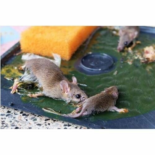 Super Colle Anti-rongeurs En Tube Pour Rat, Souris. Piège à Souris Et Rats