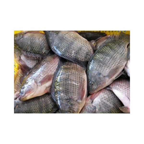 Carton carpe 500-800g 10kg