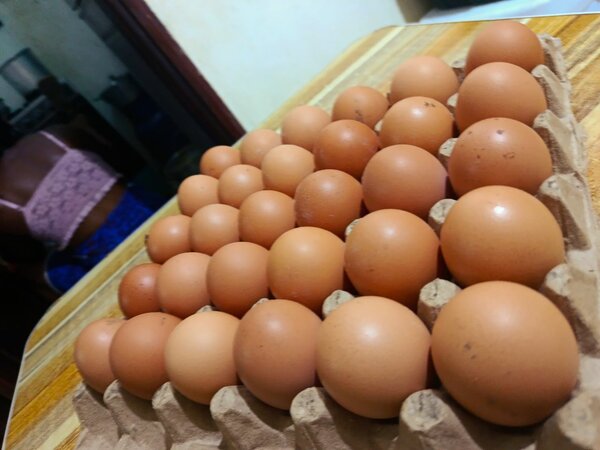 Plaquette de gros oeufs frais