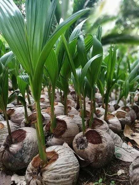 Coconut Seedlings