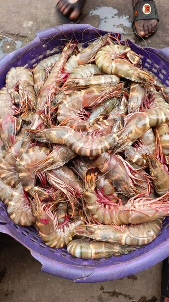 Gambas tigre  les gros le kilo