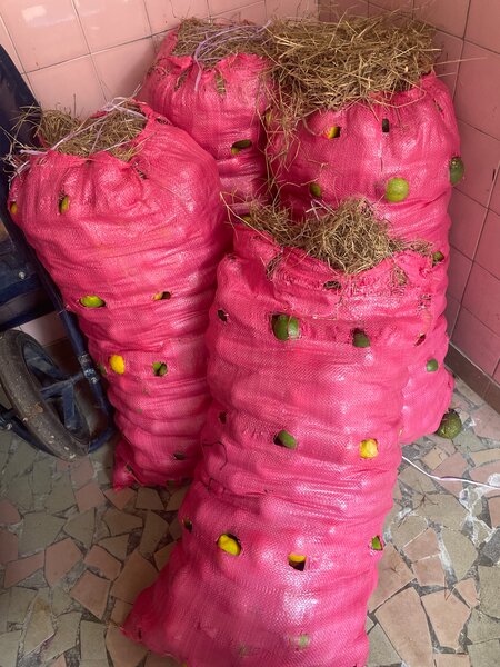 Sacs de citron meyer