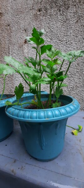 Plante de céleri en pot