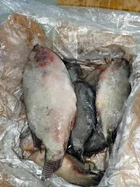 Tilapia Frais 10 kg 800+