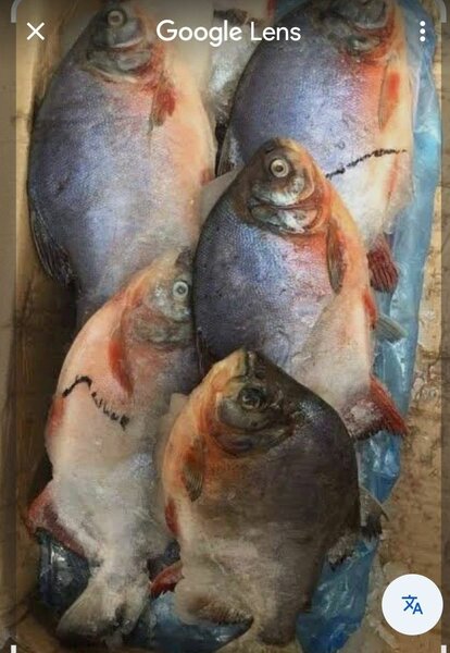 Poissons Fresques ,belle dame