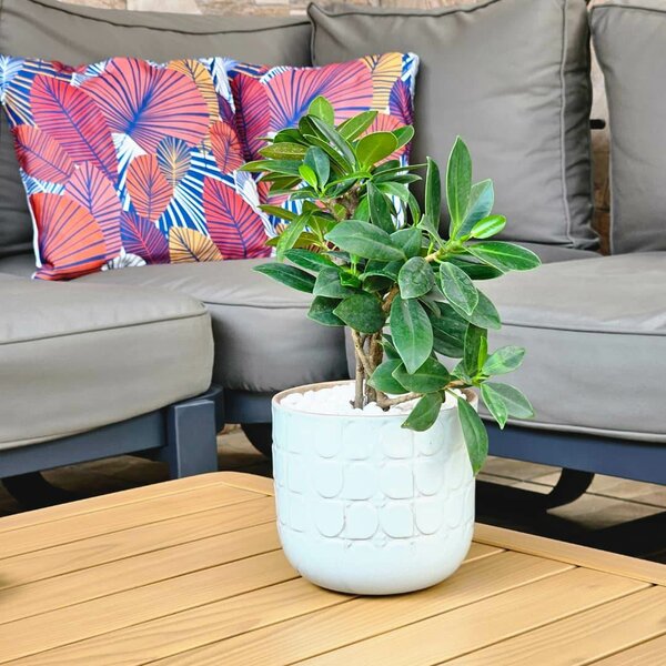 Plante verte décorative en pot