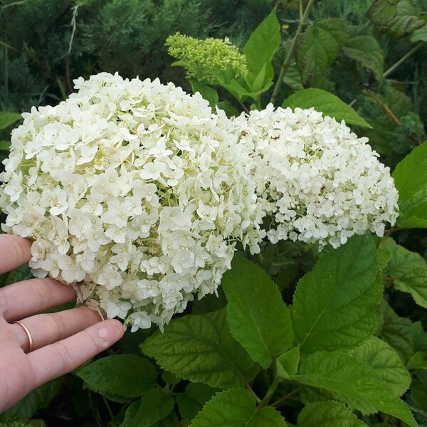 Гортензия Анабель