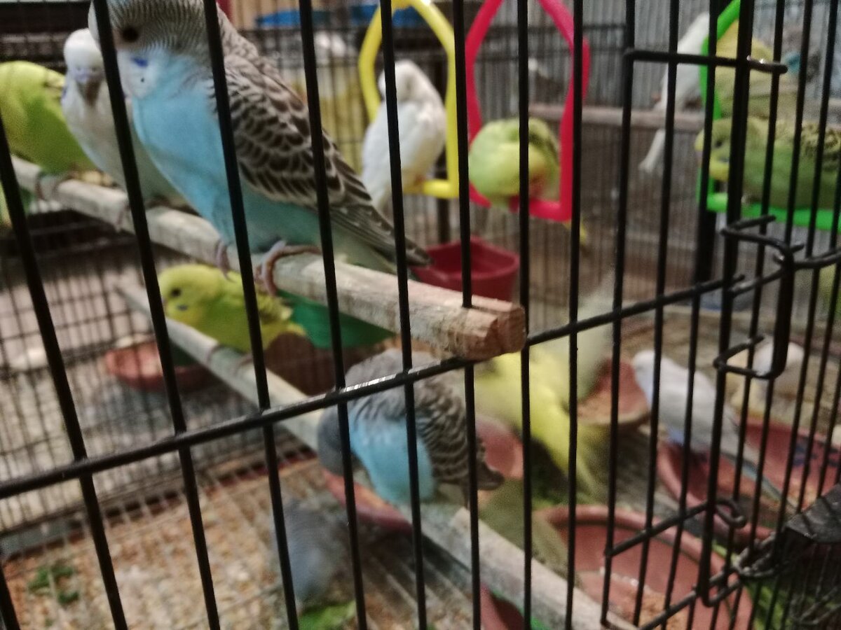 Australian budgies 2 pairs at discounted price