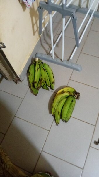 Bananes fraîches tropicales
