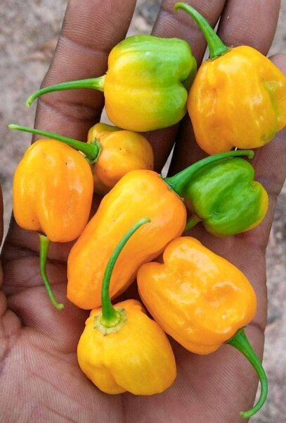 Piment big sun, tomate, aubergine, gombo