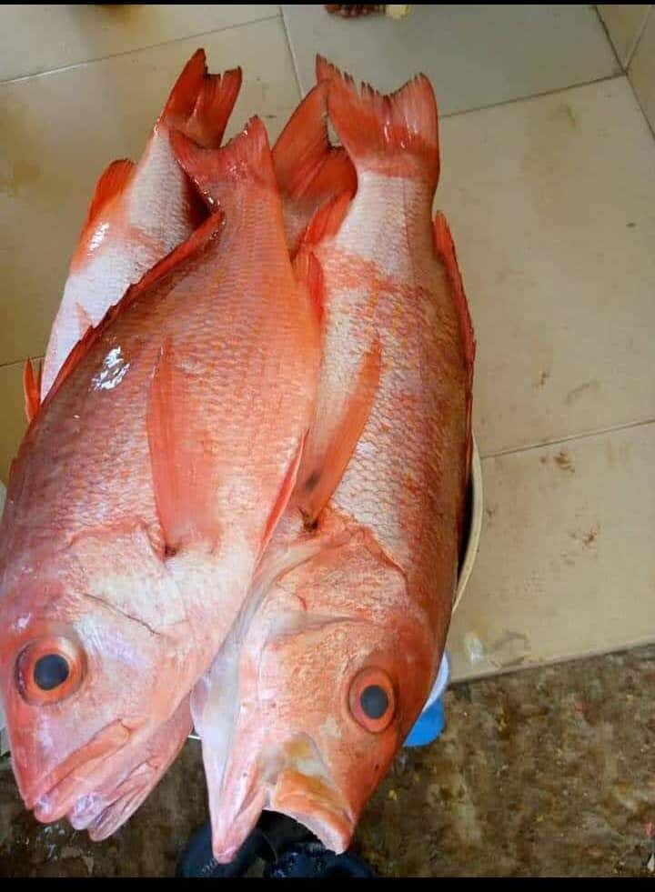 Fresh sea catch