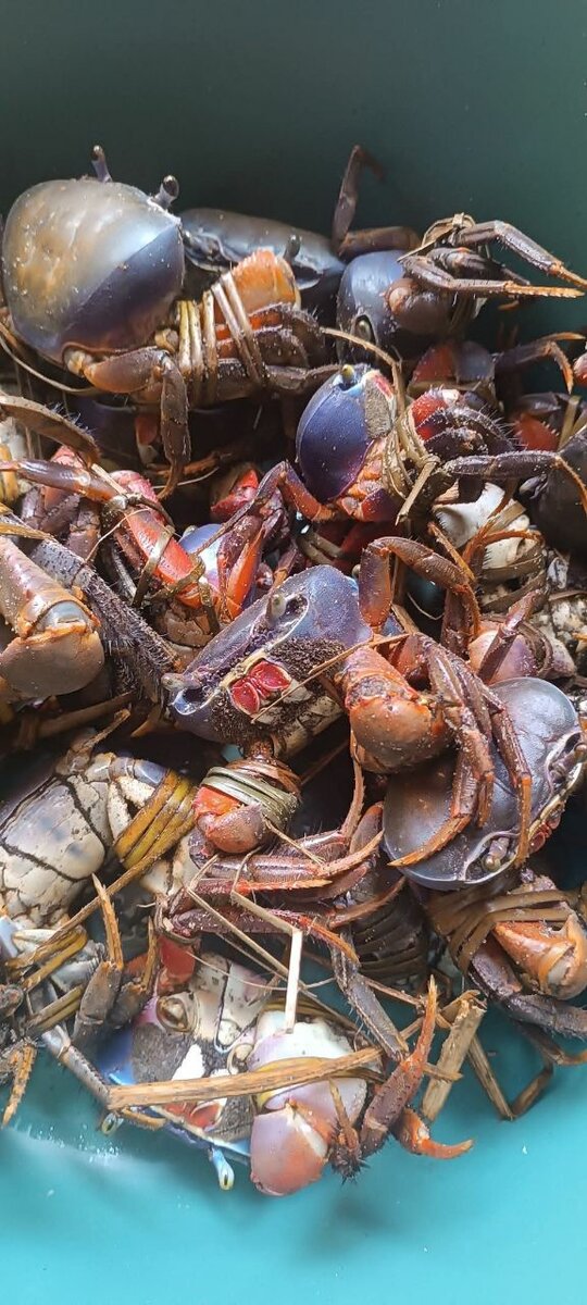 Crabes frais pour cuisine