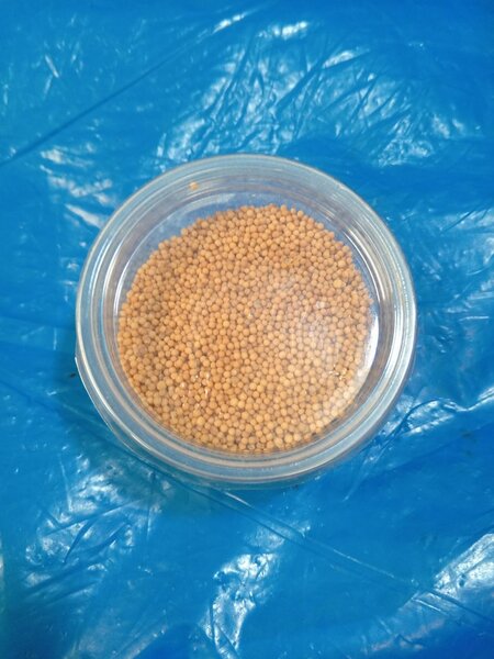 Grain de moutarde 500f