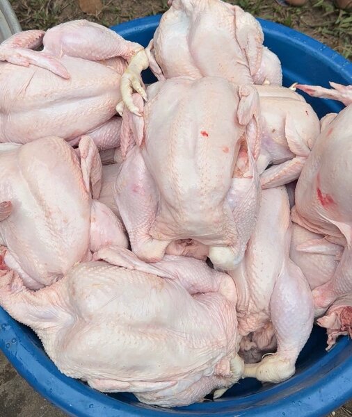Poulets entiers frais