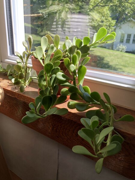 Trailing Jade (Kleinia petraea)