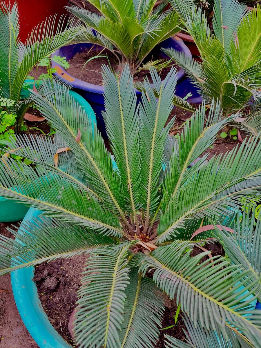 Sago Palm(Cycas)