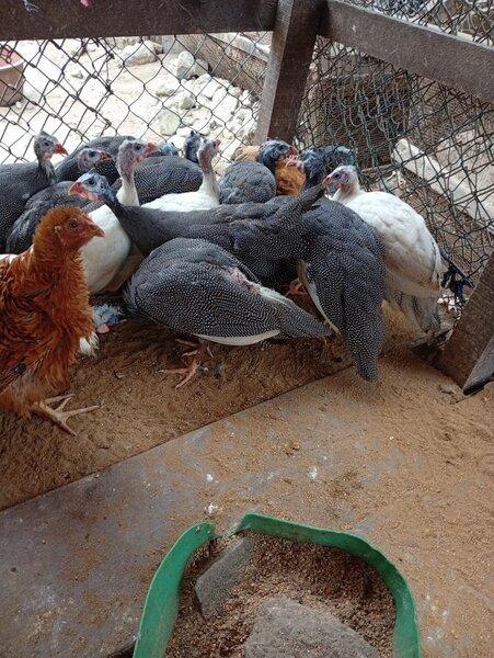 Poules Pintades Élevage
