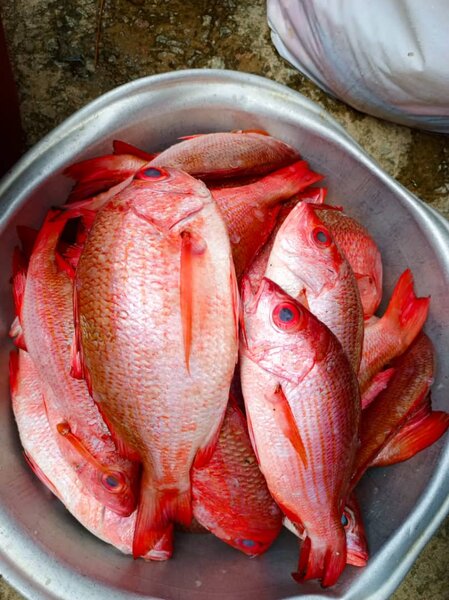 Carpe rouges au kilo