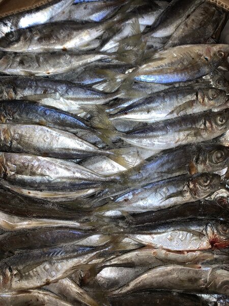 Chinchard Frais  Haute Qualité