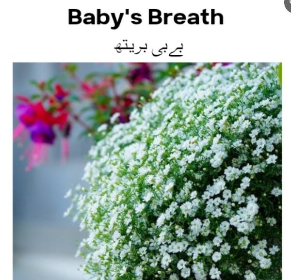 Baby’s Breath Seeds (Winter)