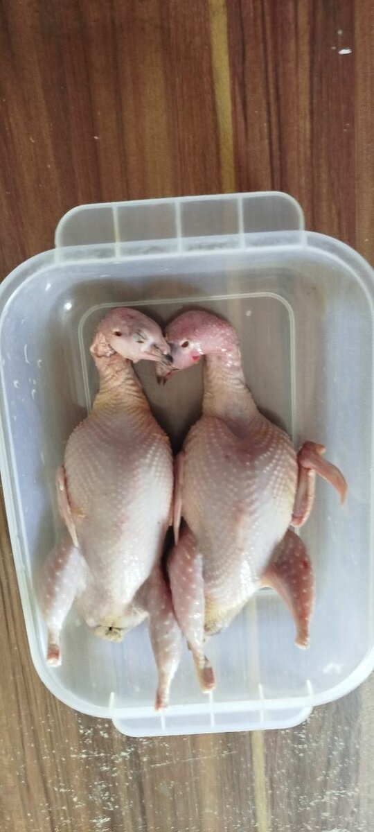 Caille vivante, caille plumée