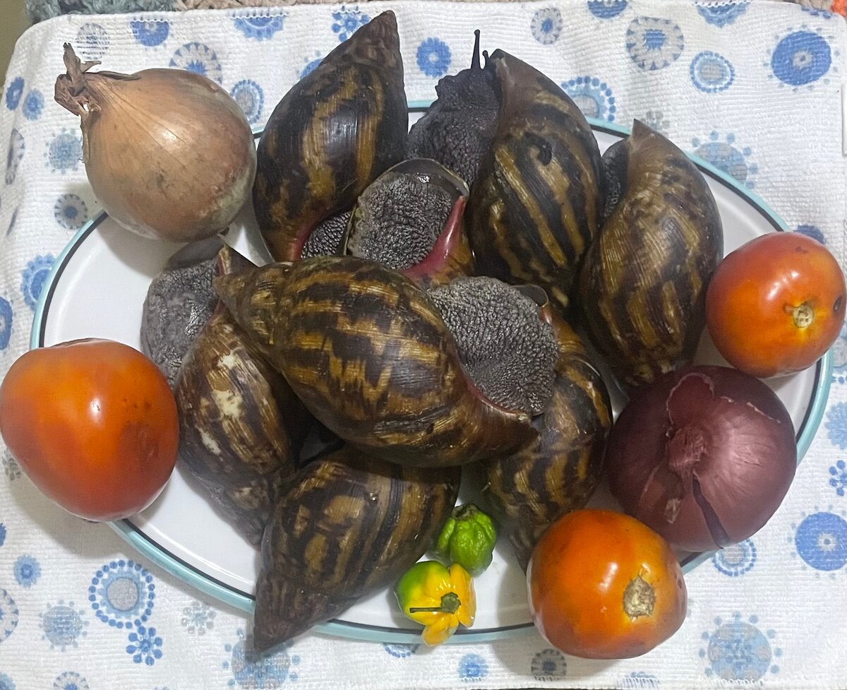 Gros escargots Africains frais