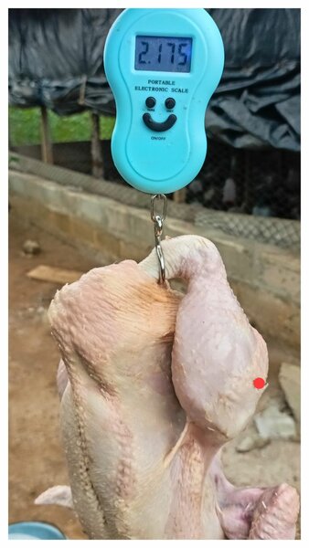 Poulet Délice Du Grand Abidjan