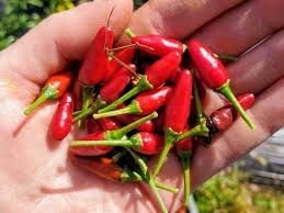 THAILAND  HOT PEPPER SEEDS
