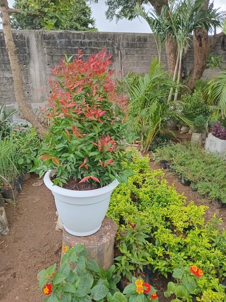 Magnifiques plantes en pot