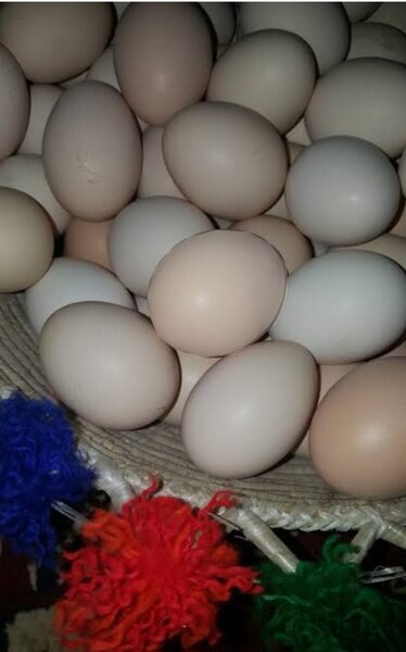 Pure dasi eggs organic by pure desi feed.like bajra makai