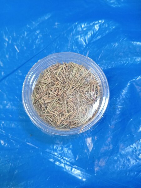 Herbes de romarin séchées 500f