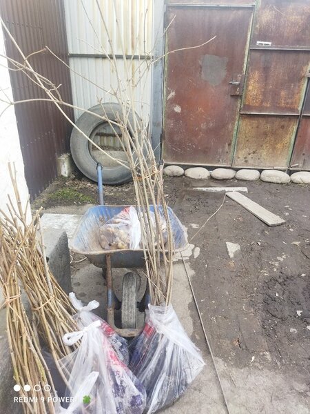 Калина красная