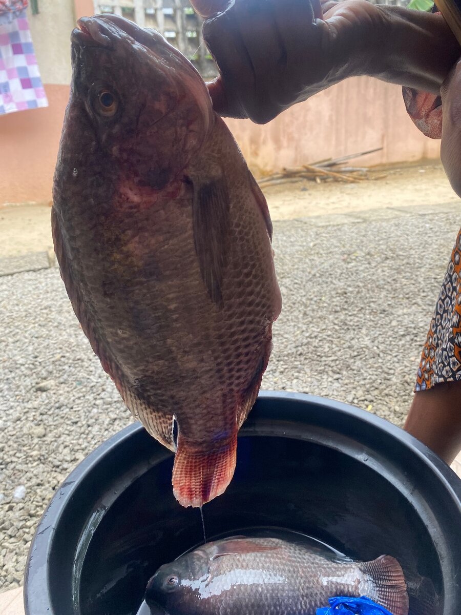 Tilapia frais bio à 3500/kg