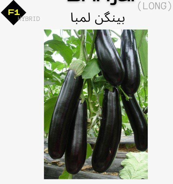 Brinjal Seeds, F1 Hybrid (Long) بینگن لمبا
