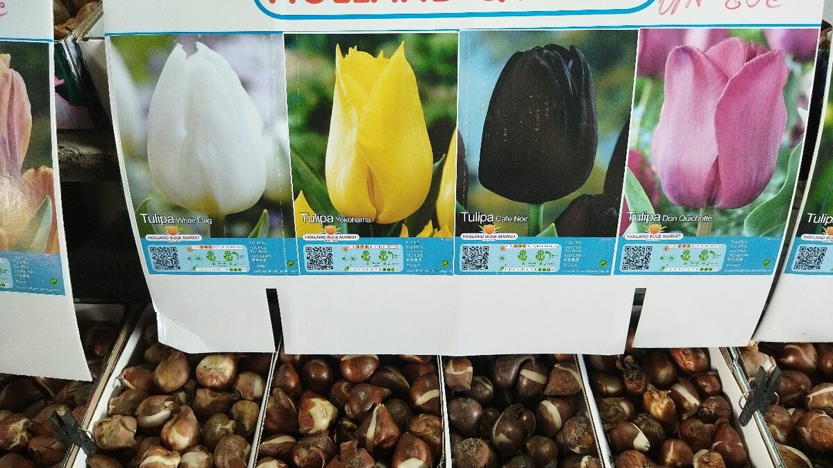 Бокаловидные тюльпаны