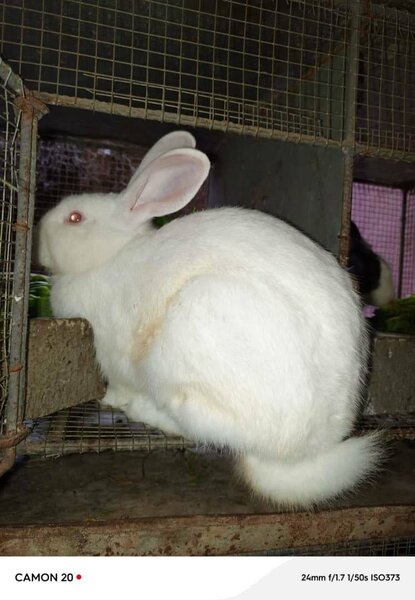 Lapin blanc pelucheux
