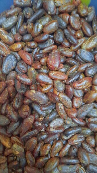 Fèves de cacao bio 1kg