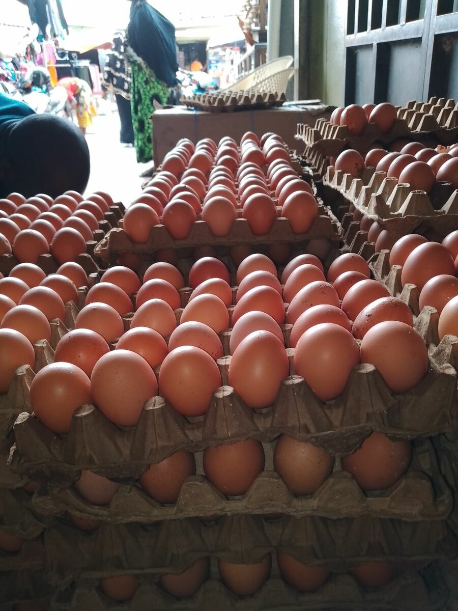 Œufs frais fermiers en gros