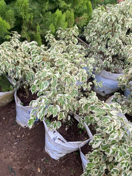 Ficus Benjamina panaché