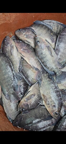 Carpes d'eau douce : +800g