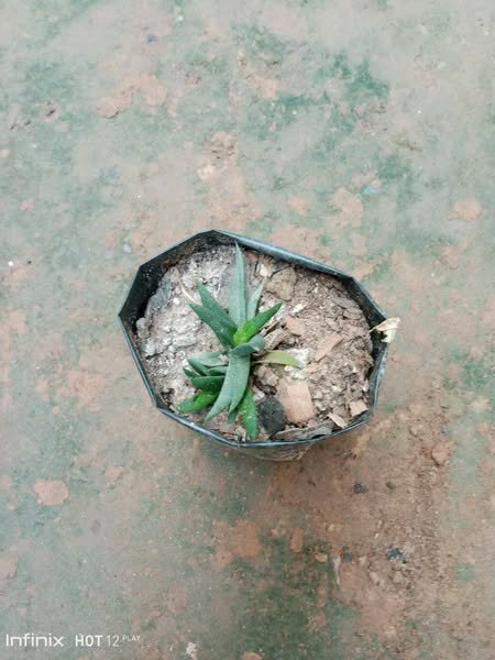 plantes vertes d'intérieur