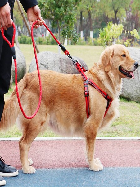 Harnais et laisse pour chien