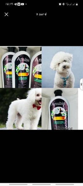 Shampooing Anubis pour Chiens