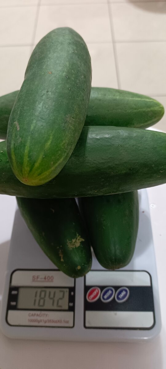 Concombres frais biologiques