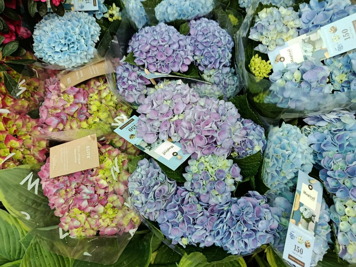 Сортовые гортензии