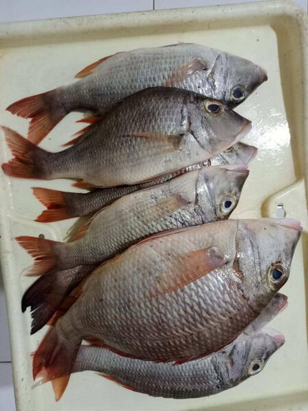 TILAPIA frais