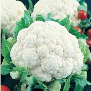 CABBAGE AND CAULIFLOWER SEEDS