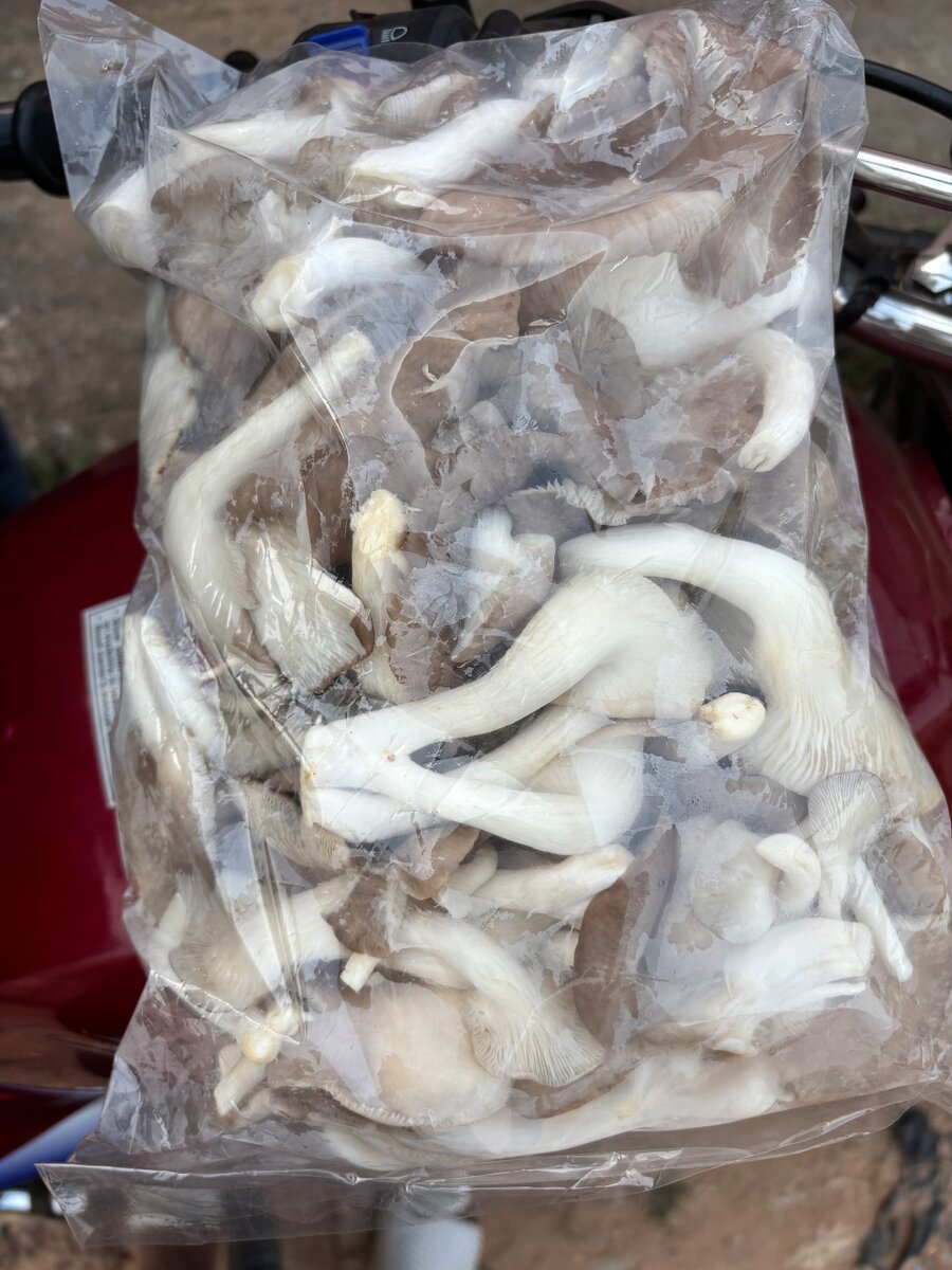 Freshly picked Oyster Mushrooms
