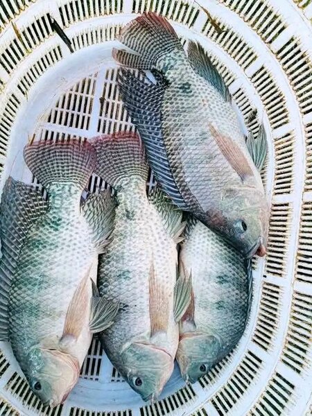 Carpe eau douce au kilo