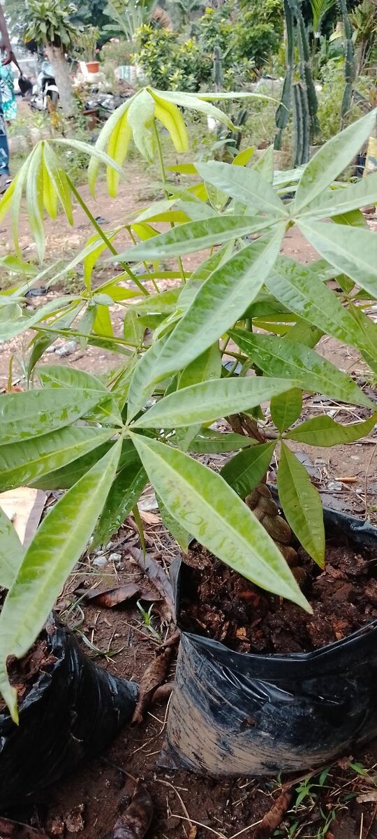 Plante verte d'intérieur élégante